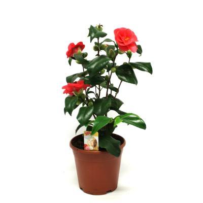 Камелия, Гор12, Выс30 в интернет гипермаркете «Планета Лета». Фото