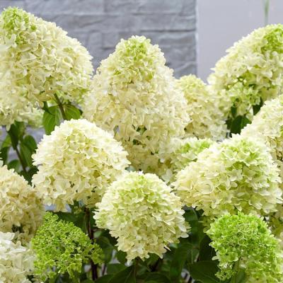 Гортензия метельчатая Скайфолл П в интернет гипермаркете «Планета Лета». Фото