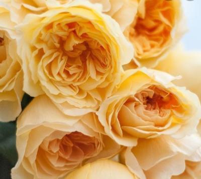 Роза японская Ликухоталу Гор 23 М в интернет гипермаркете «Планета Лета». Фото