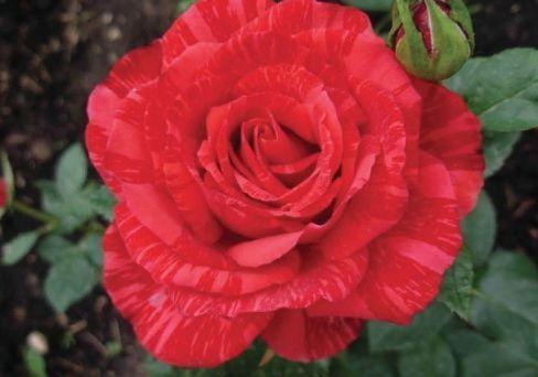 Роза чайно-гибридная Ред Интуишн (туба), в интернет гипермаркете «Планета Лета». Фото