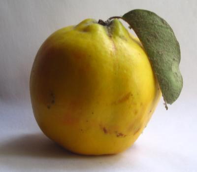 Айва Каунчи 1-летка ОКС Н130 в интернет гипермаркете «Планета Лета». Фото