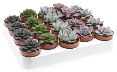 Суккуленты Mix, Гор6 М в интернет гипермаркете «Планета Лета». Фото