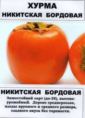 Хурма Никитинская 2-летка С4 Выс120 в интернет гипермаркете «Планета Лета». Фото