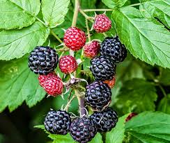 Ежемалина Кумберленд в коробке Кут в интернет гипермаркете «Планета Лета». Фото