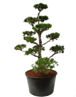 Бонсай Сосна черная Austriaca, Гор70, Выс140 в интернет гипермаркете «Планета Лета». Фото