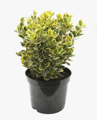 Бересклет япон.Ovatus Aureus, Гор9, Выс15 в интернет гипермаркете «Планета Лета». Фото