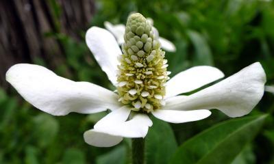 Анемопсис М Планета Лета в интернет гипермаркете «Планета Лета». Фото Анемопсис М в интернет гипермаркете «Планета Лета». Фото