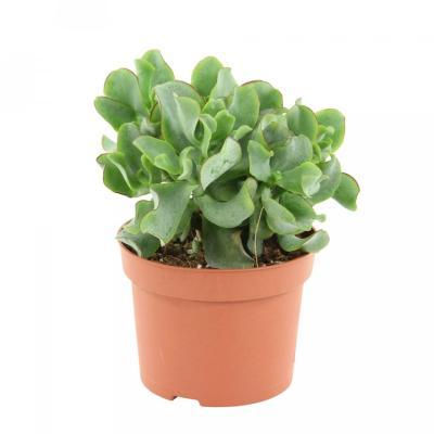 Крассула Arborescens, Гор11, Выс20 в интернет гипермаркете «Планета Лета». Фото