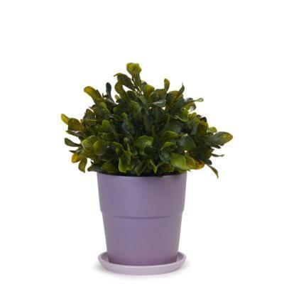 Горшок Элбербери (фиолет.) конус борт d12 в интернет гипермаркете «Планета Лета». Фото