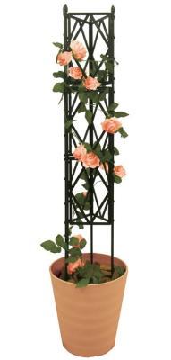 Роза плетистая шпалера, Гор35, Выс120 И в интернет гипермаркете «Планета Лета». Фото