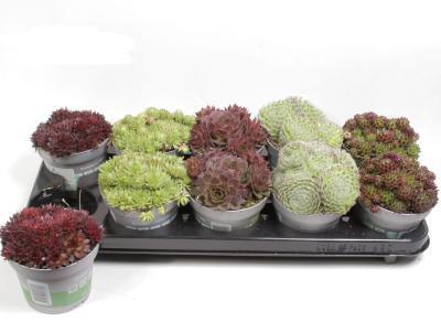 Молодило, Гор11, Выс15 в интернет гипермаркете «Планета Лета». Фото