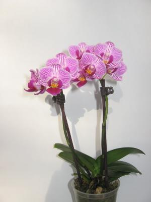 Фаленопсис 2 pp Mix Sogo Vivien Variagata, Гор12, Выс45 Уценка!!! в интернет гипермаркете «Планета Лета». Фото