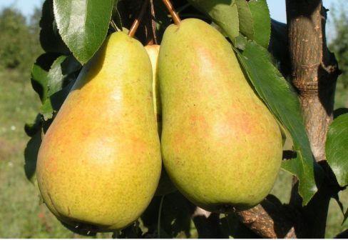 Груша Чижовская (туба) в интернет гипермаркете «Планета Лета». Фото