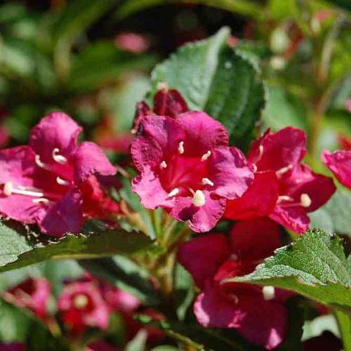 Вейгела Бристол Руби в коробке в интернет гипермаркете «Планета Лета». Фото