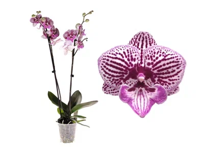 Фаленопсис 1 pp Color Big flower, Гор9, Выс30 в интернет гипермаркете «Планета Лета». Фото