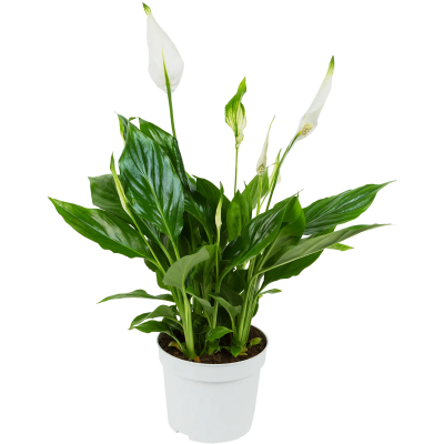 Спатифиллум Strauss, Гор13, Выс55 в интернет гипермаркете «Планета Лета». Фото