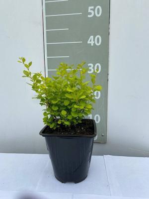 Барбарис т.Голден Хорайзон, Гор17 М в интернет гипермаркете «Планета Лета». Фото