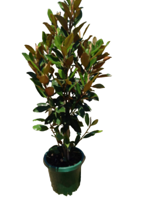 Магнолия Soulangeana Nigra, Гор30, Выс110 И в интернет гипермаркете «Планета Лета». Фото