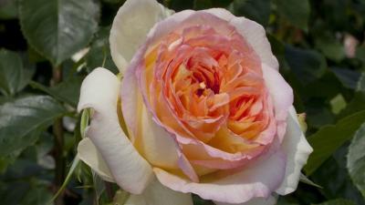 Роза чайно-гибридная Альфонс Доде Гор 23 М в интернет гипермаркете «Планета Лета». Фото