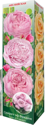 Роза английская парковая Спирит оф Фридом/ЦКорЛюкс П в интернет гипермаркете «Планета Лета». Фото