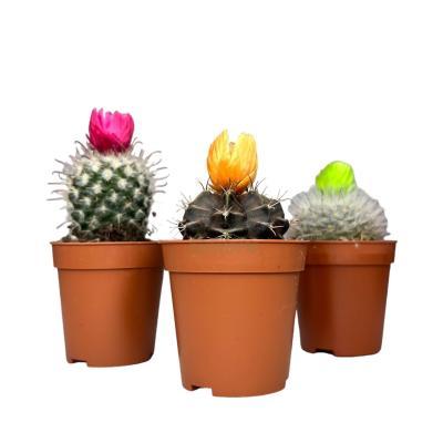 Кактус Mix X 20 Stro с сухоцветами, Гор12, Выс20 в интернет гипермаркете «Планета Лета». Фото