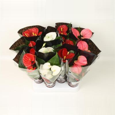 Антуриум Mix, Гор9, Выс40 в интернет гипермаркете «Планета Лета». Фото