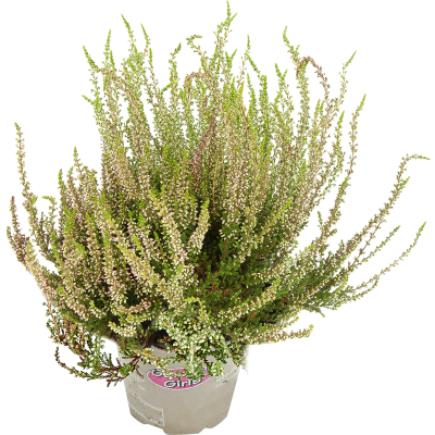 Вереск три в одном, Гор9, Выс10 в интернет гипермаркете «Планета Лета». Фото