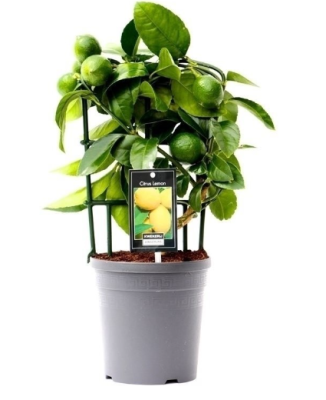 Цитрус Lemon, Гор17, Выс50 в интернет гипермаркете «Планета Лета». Фото