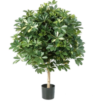 Шеффлера гигантский шар пёстрая 110 см в интернет гипермаркете «Планета Лета». Фото