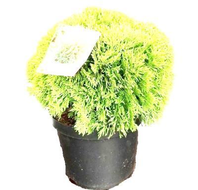 Туя запад.Mirjam', Гор30, Выс30 в интернет гипермаркете «Планета Лета». Фото