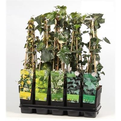 Плющ микс, Гор15, Выс65 в интернет гипермаркете «Планета Лета». Фото