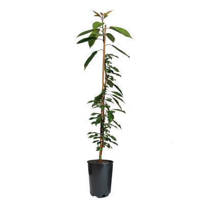 Черешня Ревна 2-летка С4 Выс140  в интернет гипермаркете «Планета Лета». Фото Черешня Ревна 2-летка С4 Выс140 в интернет гипермаркете «Планета Лета». Фото