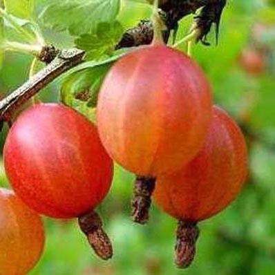 Крыжовник Шершневский П в интернет гипермаркете «Планета Лета». Фото