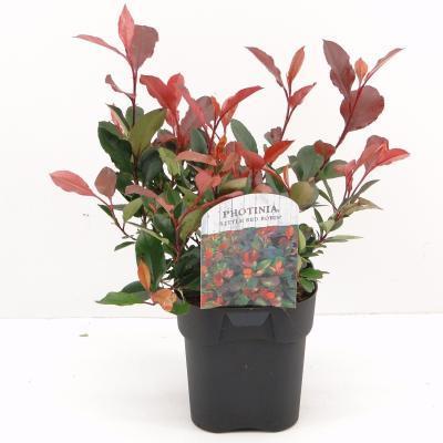 Фотиния фрайзера Луиза, Гор17 М в интернет гипермаркете «Планета Лета». Фото