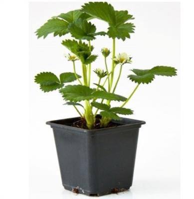 Земляника садовая Азия НФ 421 (Р9) в интернет гипермаркете «Планета Лета». Фото