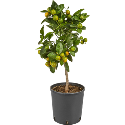 Цитрус Mix, Гор9, Выс25 в интернет гипермаркете «Планета Лета». Фото