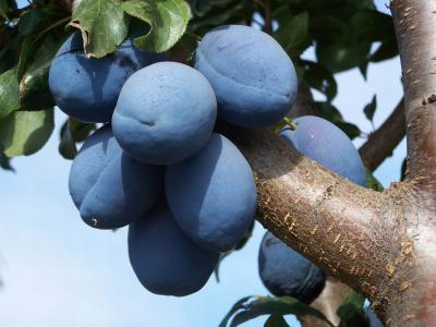 Слива Стенлей 2-летка ОКС Н150 в интернет гипермаркете «Планета Лета». Фото