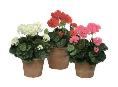 Герань кремовая в-30 см 6/96, 20.1089CR в интернет гипермаркете «Планета Лета». Фото