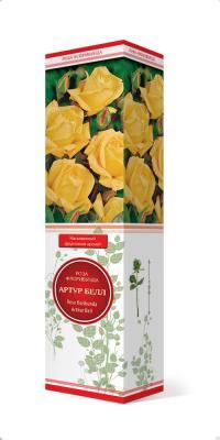 Роза флорибунда Артур Белл П в интернет гипермаркете «Планета Лета». Фото