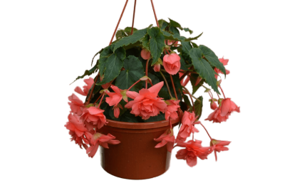 Бегония амп., Гор12 М в интернет гипермаркете «Планета Лета». Фото