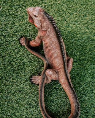 Фигура Игуана L-55см ФП338 в интернет гипермаркете «Планета Лета». Фото