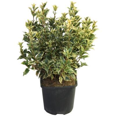 Османтус разнол.Tricolor, Гор25, Выс50 в интернет гипермаркете «Планета Лета». Фото