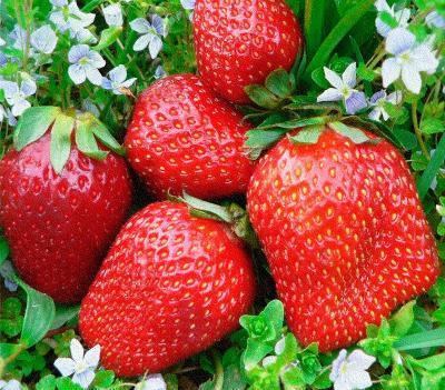 Рассада Земляника садовая Вима Ксима (3шт) в интернет гипермаркете «Планета Лета». Фото