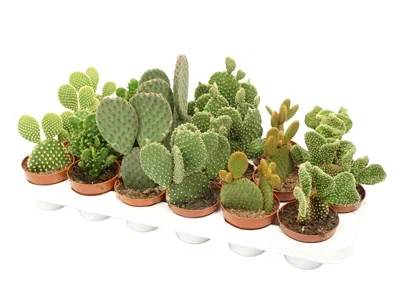 Опунция Mix, Гор13, Выс30 в интернет гипермаркете «Планета Лета». Фото