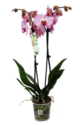 Фаленопсис 2 pp Helena, Гор12, Выс80 в интернет гипермаркете «Планета Лета». Фото