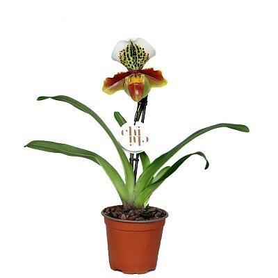 Орхидея Paphiopedilum, Гор9, Выс50 в интернет гипермаркете «Планета Лета». Фото