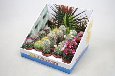 Маммиллярия Mix, Гор5, Выс10 в интернет гипермаркете «Планета Лета». Фото