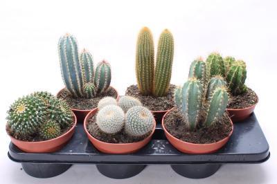 Кактус Mix, Гор14, Выс20 в интернет гипермаркете «Планета Лета». Фото