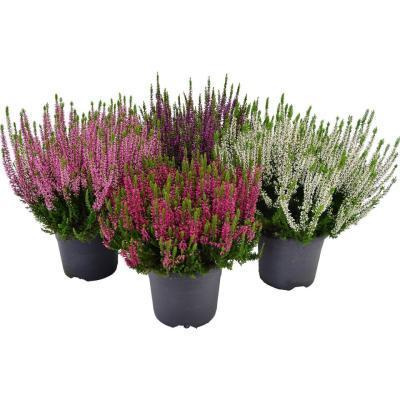 Вереск, Гор12, Выс20 в интернет гипермаркете «Планета Лета». Фото