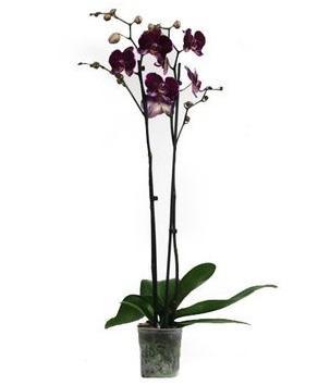 Фаленопсис 2 pp Goodhope, Гор12, Выс65 в интернет гипермаркете «Планета Лета». Фото